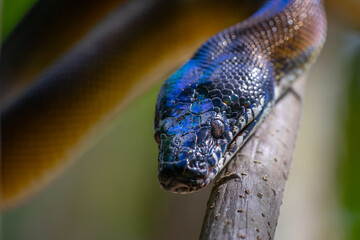 Iridescent D'Albertis python Leiopython albertisii on branch