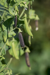 Closeup image of sugar black  snap peas growing in the garden