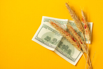 American dollars and dry ears of wheat in blood isolated on yellow background. Illegal trade in Ukrainian grain.