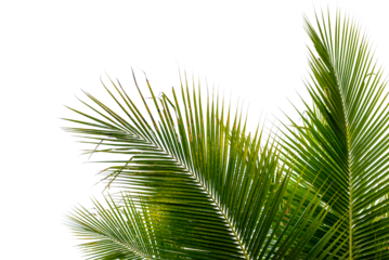 coconut palm leaf isolated for object and retouch design.