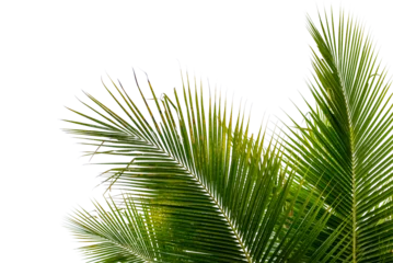 Poster coconut palm leaf isolated for object and retouch design. © jakkapan