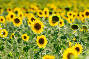 Sunflowers receive the beautiful afternoon sun