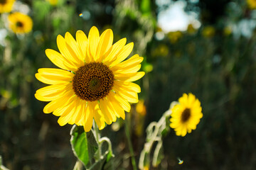 Sunflowers receive the beautiful afternoon sun