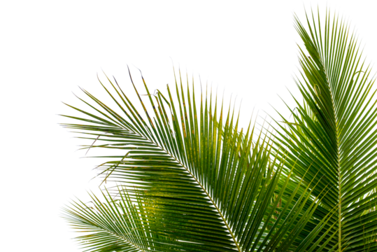 coconut palm leaf isolated for object and retouch design.