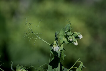 Closeup image of sugar black  snap peas growing in the garden