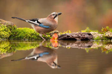 Eurasian jay, garrulus glandarius, drinking water from a splash in autumn forest with orange leaves in background. Passerine bird with brown and blue feathers bending over river with copy space.