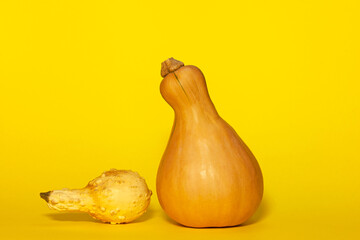 Two pumpkin squash pear-shaped on yellow background. One fresh Butternut, another dried
