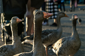 A group of geese