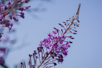 Rosebay willowherb or Epilobium angustifolium, purple wildflower