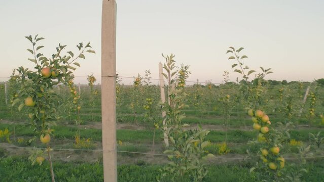 green apples on the trees in the field