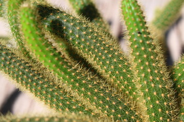Hildewintera Cleistocactus aureospinus Małpie ogony © Perovskia