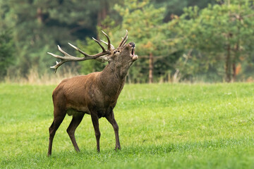 Red deer, cervus elaphus, roaring on green meadow in autumn environment. Stag bellowing on pasture...