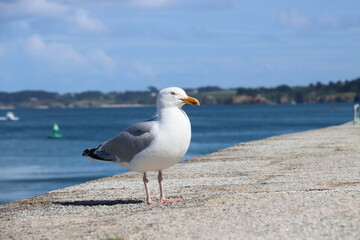 seagull on the pier 