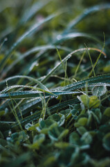 Close up green grass with raindrops