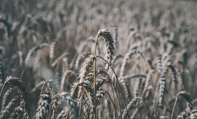 Fototapeta premium Golden fields of ripe grain in a farmer's field on a sunny day, graphic background of cereal fields, Podkarpackie County, Poland