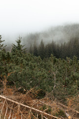 Beautiful foggy morning in  Sudetes (Karkonosze National Park)