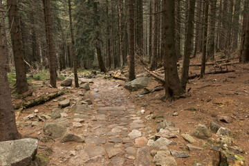 Forest mountain path in Karkonosze mountains