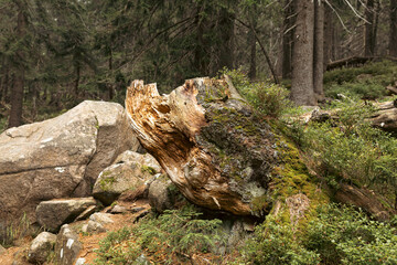 Dried tree root on a hillside