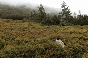 Fog on a hillside, Karkonosze National Park
