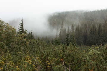 Misty morning in Karkonosze mountains