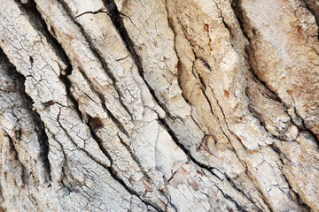 tree bark.wood texture close-up. very embossed bark