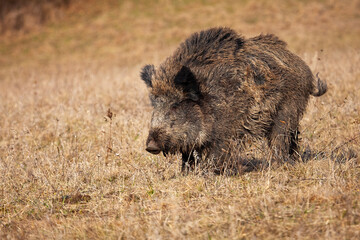 Wild boar, sus scrofa, walking on dry grassland in autumn nature. Wild hog moving on field in fall environment. Brown swine in movement on yellow grass.