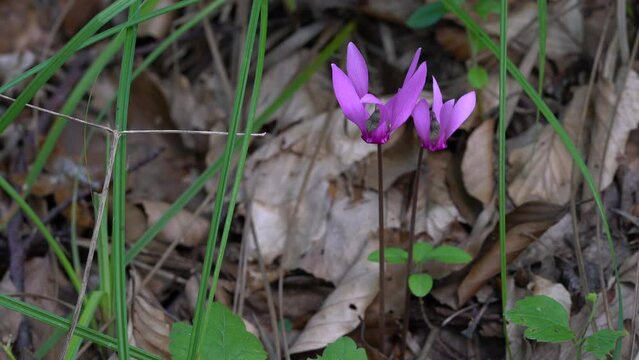 Alpine Purple Cyclamen in natural ambient (Cyclamen purpurascens) - (4K)