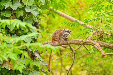 Tamarin empereur sur une branche