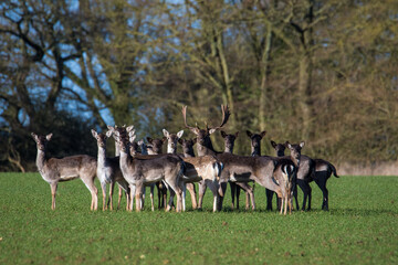 Fallow deer (dama dama) herd