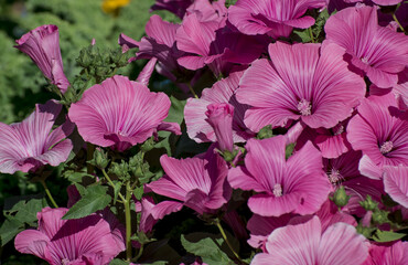 levatera flower are wonderful in the garden