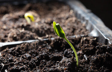 A small sprout of bell pepper sprouts in the ground.