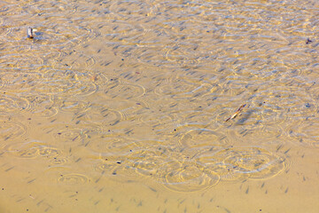 A flock of fish float on the surface of the water.