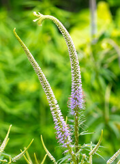 Fototapeta premium Beautiful purple flowers in the park.