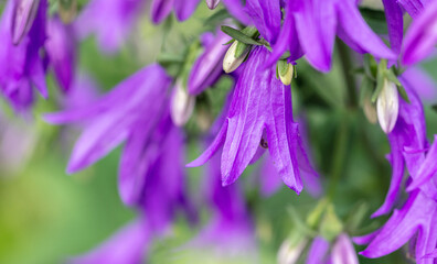 Beautiful purple bluebell flower in the park.
