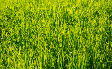 Lush green grass in nature