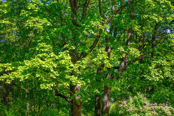 Green leaves on a plant in the park.