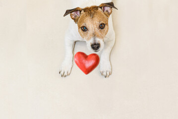 Concept of love and gratitude with red heart laying between paws of cute dog looking up