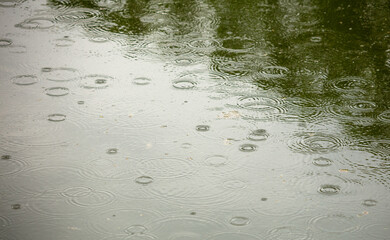 Raindrops on the surface of the water in the pond.