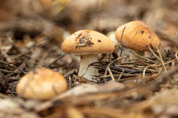 Mushrooms on the ground in the forest in autumn.