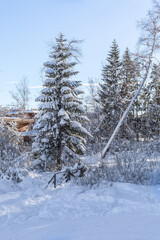 winter fir tree snow background