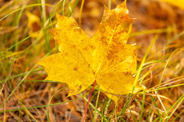 Yellow autumn leaves lie on the ground in autumn.