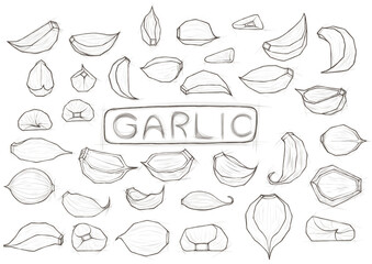 Transparent PNG of Garlic Line Art Set