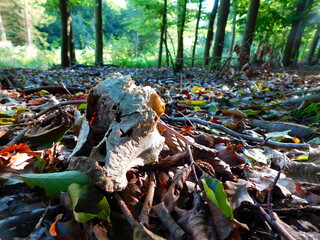 An old and mutilated skull of an animal lying in a beech forest