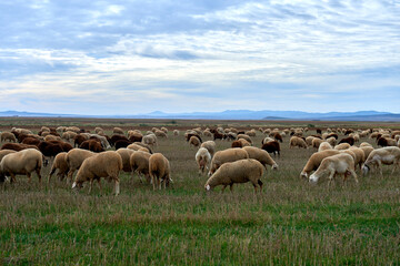 Flock of sheep grazing in a field - 527590680