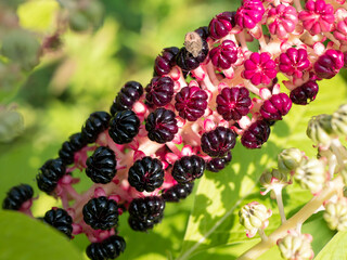 Phytolacca acinosa (Phytolaccaceae), close up. Traditional Chinese and Indian herb with medicinal uses