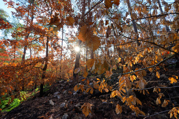 Fontainebleau forest after wildfire