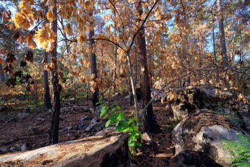 Fontainebleau forest after wildfire