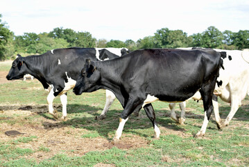 Des vaches laiti&egrave;res dans une exploitation agricole en France
