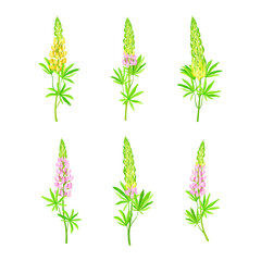 Fototapeta na wymiar Lupin or Lupine Flowering Plant with Palmately Green Leaves and Dense Flower Whorl Vector Set