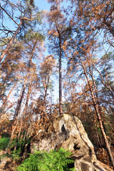 Fontainebleau forest after wildfire